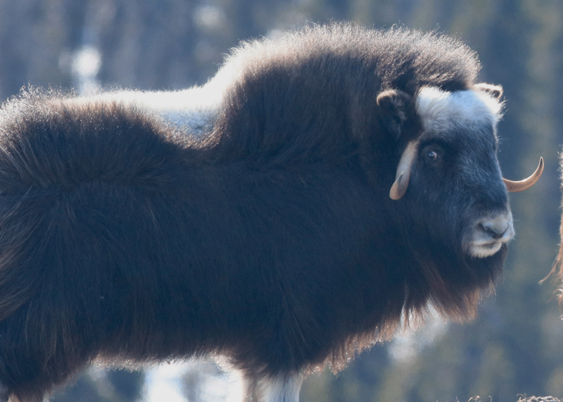 Muskox Immature cow - Alaska Department of Fish and Game (ADFG)