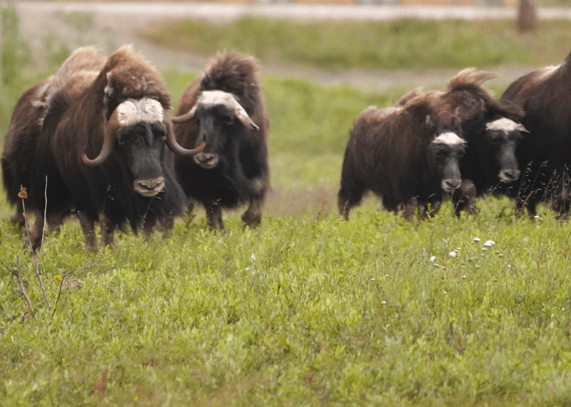 Muskox Mixed Age - Alaska Department of Fish and Game (ADFG)