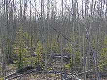 Grouse habitat