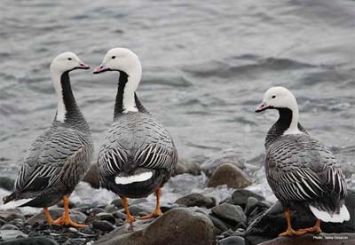 Adult Emperor Geese (photo courtesy Tasha Dimarzio)