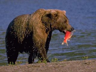 grizzly bear with fish in mouth