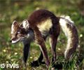 Summer arctic fox