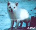 Winter arctic fox