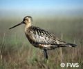 bird migration on the tundra