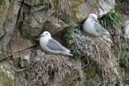 nesting gulls