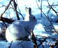 White hare on tundra