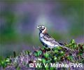 bird migration on the tundra