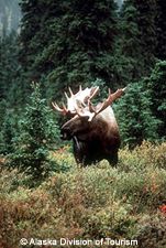 Bull moose of Alaska.