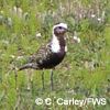 bird migration on the tundra