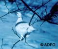 Winter ptarmigan plumage.