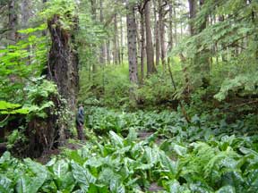 Rainforest trees