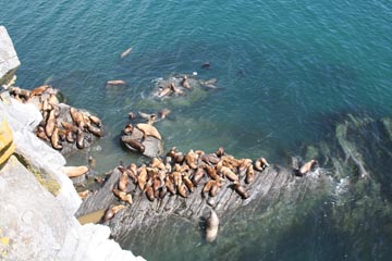 sea lion haulout