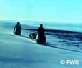 Snowmobilers on the tundra