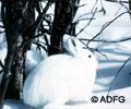 Winter snowshoe hare.