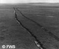 Thermokarst tracks on the tundra