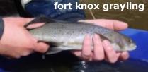 fort knox grayling