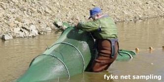 fyke net sampling