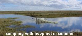 sampling with hoop net in summer