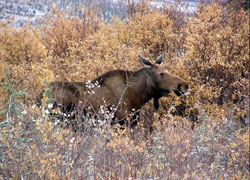 Photo of a moose - Alaska Department of Fish and Game (ADFG)