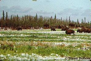 bison range