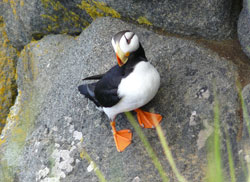 Photo of a puffin