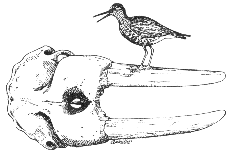 drawing of bird on a skull