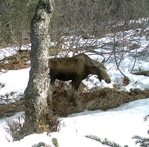 Moose browsing