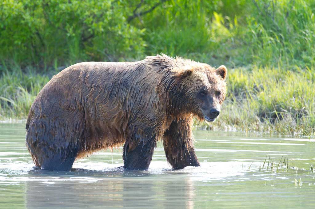 Unimak Brown Bear - Alaska Department of Fish and Game (ADFG)
