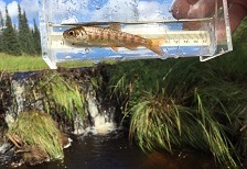 juvenile coho salmon in viewer