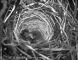 songbird nest