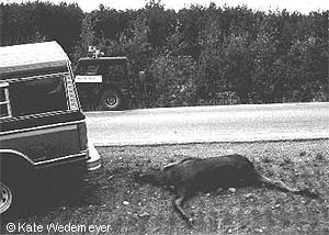 car-moose collision