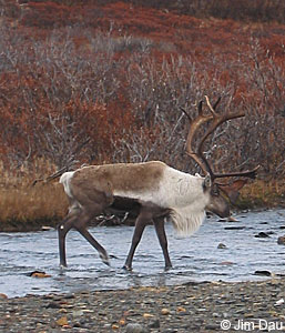 photo of a caribou