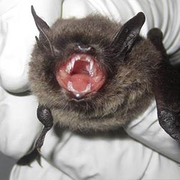photo of bat