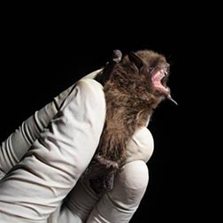 photo of bat