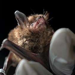 photo of bat