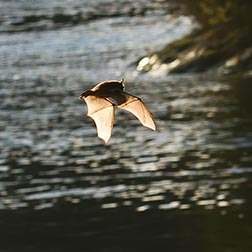 photo of bat