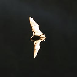 photo of bat