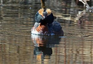 Horned Grebe - Alaska Department of Fish and Game (ADFG)