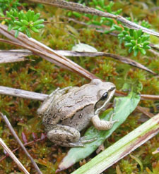 Photo of a wood frog