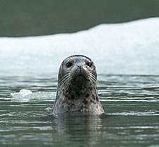 Harbor seal poking its head out of the water