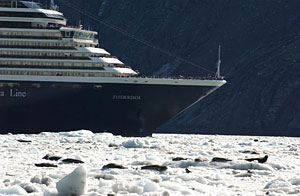 Two harbor seals on the ice with a cruise ship in the background