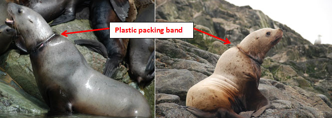 Illustration of plastic packing bands around necks of sea lions
