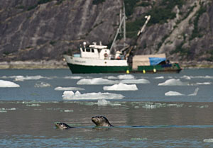 Two harbor seals swimming with a boat in the background