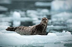 Harbor seal on a small iceberg