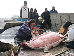 Villagers cleaning an ice seal