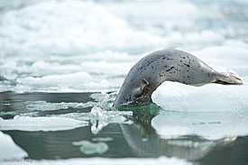 Photo of a seal sliding into the water off an iceberg