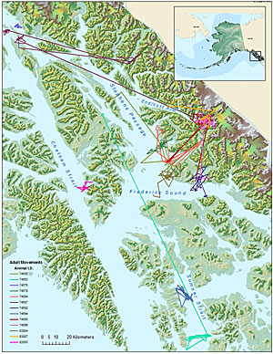 Map of Southeast Alaska showing harbor seal movement patterns