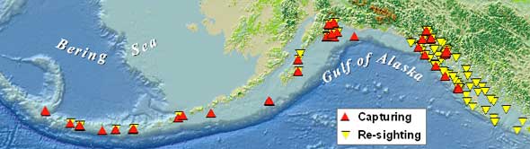 map of Steller sea lion work