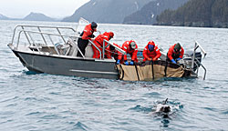 people on boat preparing blanket for sea lion capture