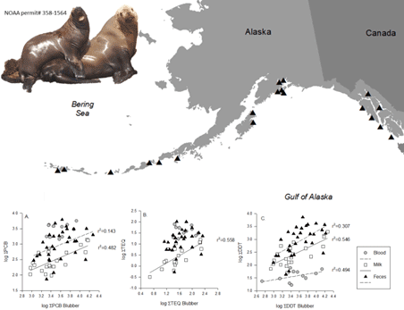 Charts showing steller sea lion contaminants in blood, milk, and feces